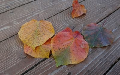 5 Autumn Cleaning Tips for Your Workplace